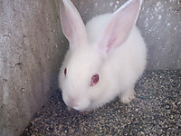 Img_2129_4